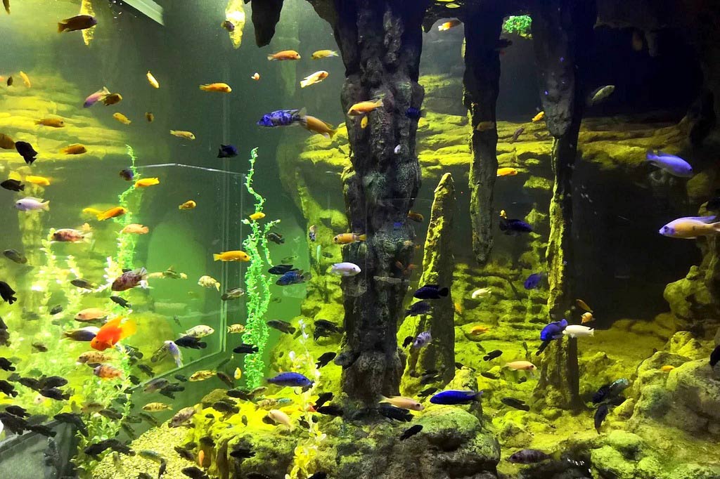 Океанариум Discovery Ocean в Волгограде